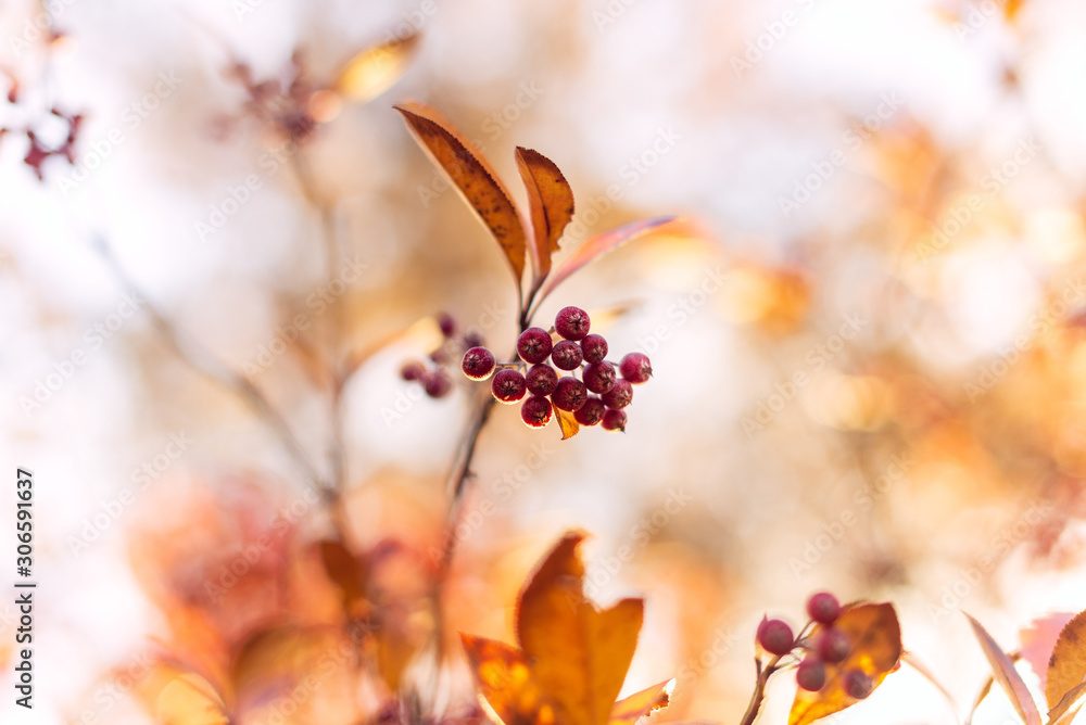red berries on a branch in autumn red berries on a branch in autumn