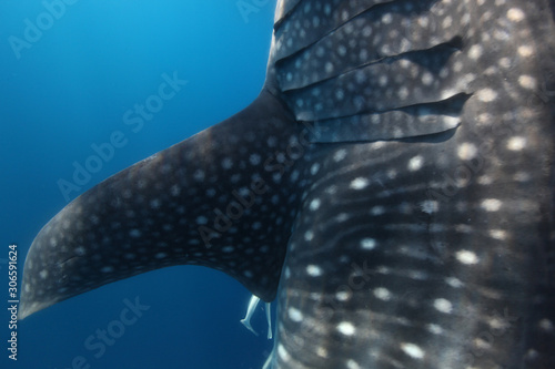 requin baleine