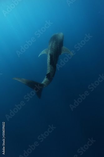 requin baleine