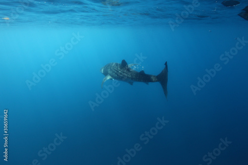 requin baleine