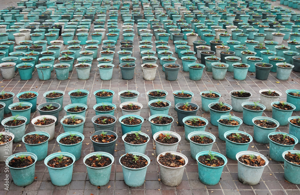 Obraz premium rows of flower pots with new seedlings
