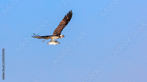 Flying osprey with fish against blue sky  Florida  USA