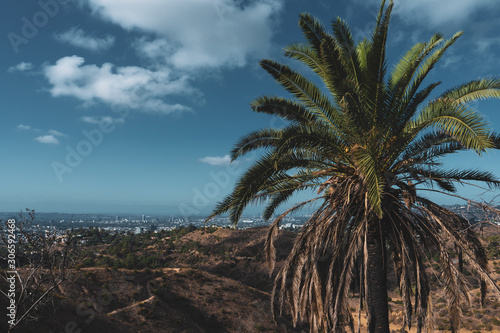 amazing landscape of Hollywood with palm tree on the foreground and LA City on Background