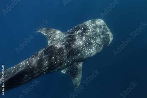 requin baleine