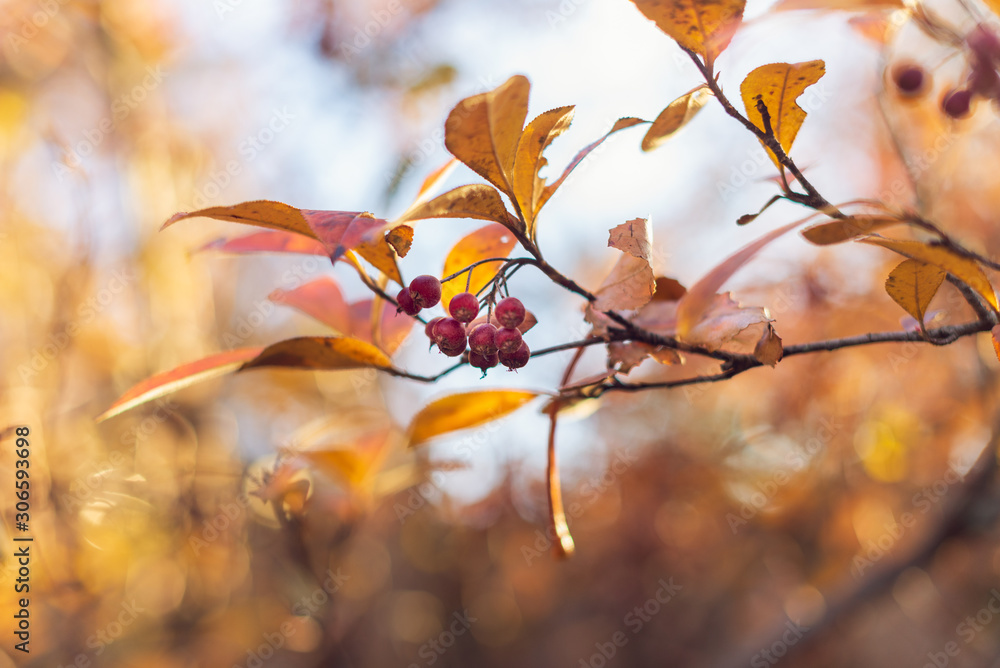 red berries on a branch in autumn red berries on a branch in autumn