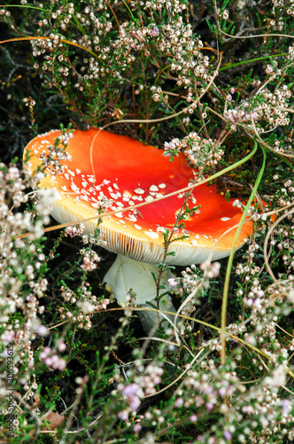 vliegenzwam tussen heide photo