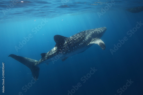 requin baleine © travelogue