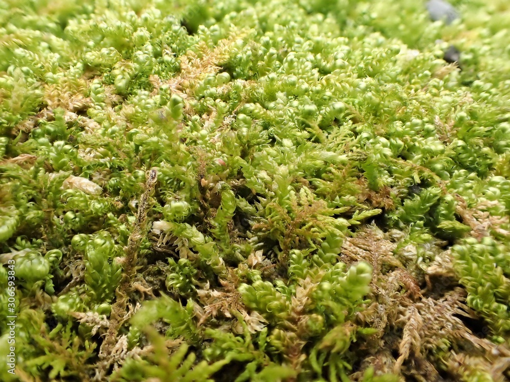 macro shot of moss in the mountains of north carolina macro shot of moss in the mountains of north carolina