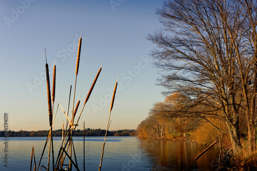 Lake Quannapowitt, Wakefield, Massachusetts USA - November 21, 2019 - Cattails and reeds at dusk against against Blue Sky. photo