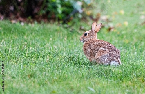 Brown rabbitt sitting in grass on front lawn © coachwood