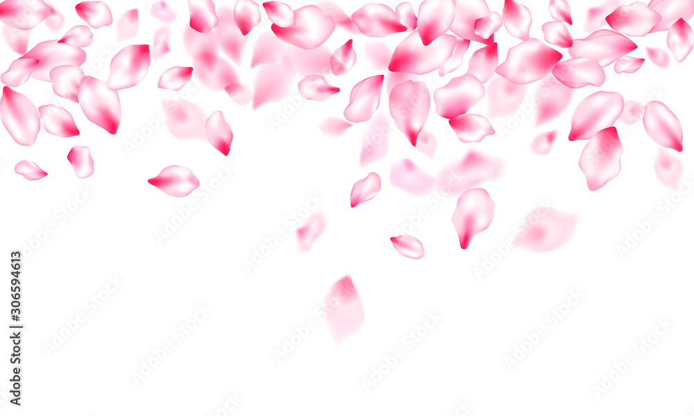 Pink cherry blossom petals isolated