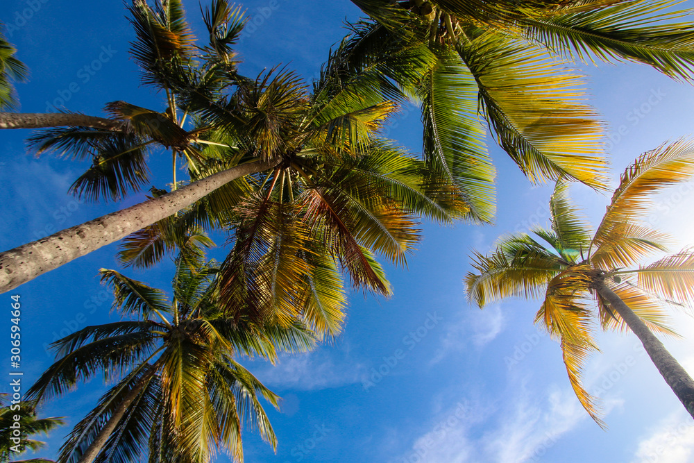 palm trees on background of blue sky