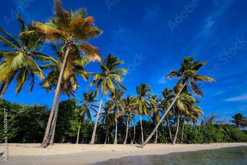 palm trees on the beach © Joachim Martin