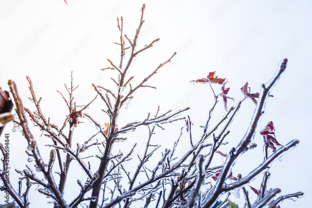 Frozen bush branch during winter with thick layer of ice covering branches and tree buds Frozen bush branch during winter with thick layer of ice covering branches and tree buds