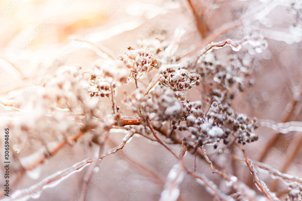 Frozen bush branch during winter with thick layer of ice covering branches and tree buds