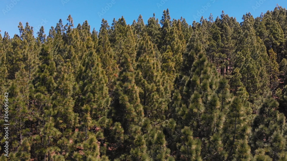 Drone rises from the roots to the tops of the pines, the forest in the mountains