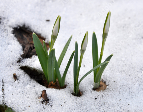 Flowering snowdrops in the woods photo