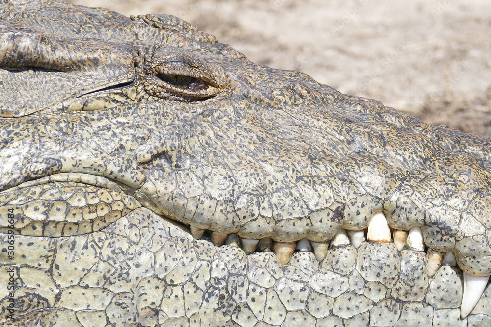 Obraz premium crocodile