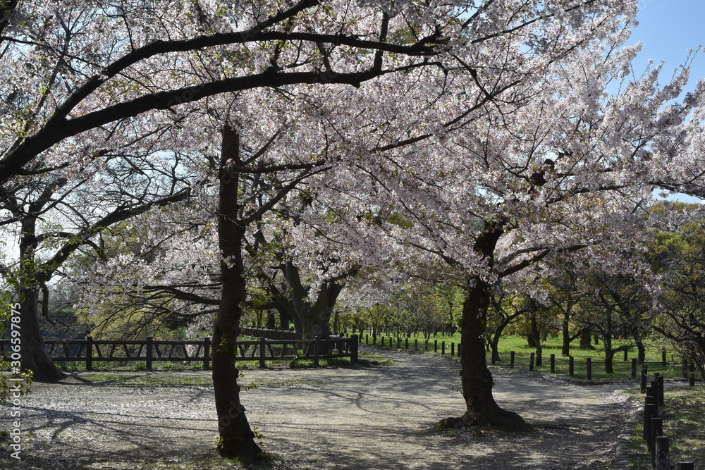 桜並木 桜並木