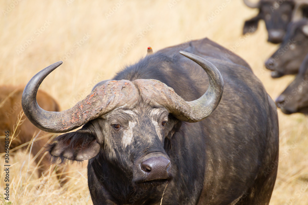 Cape buffalo from Serengeti National Park, Tanzania, Africa Cape buffalo from Serengeti National Park, Tanzania, Africa