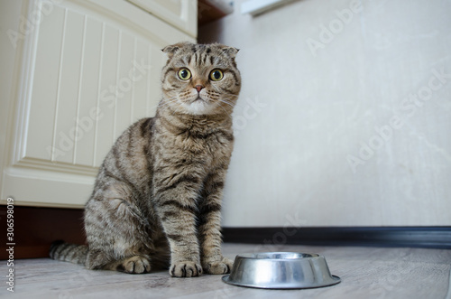 Hungry funny cat looking and waiting for food