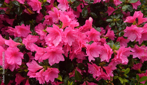 Azalea flowers blooming at springtime, flowers in blossom background © Contes de fée 