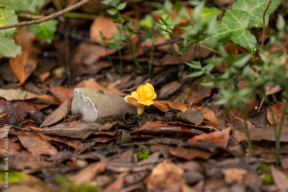 Mushroom chanterelle in the forest in foliage Mushroom chanterelle in the forest in foliage