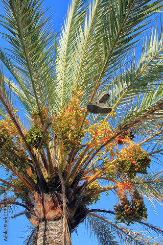 Sneakers hanging at the very top of the date palm.