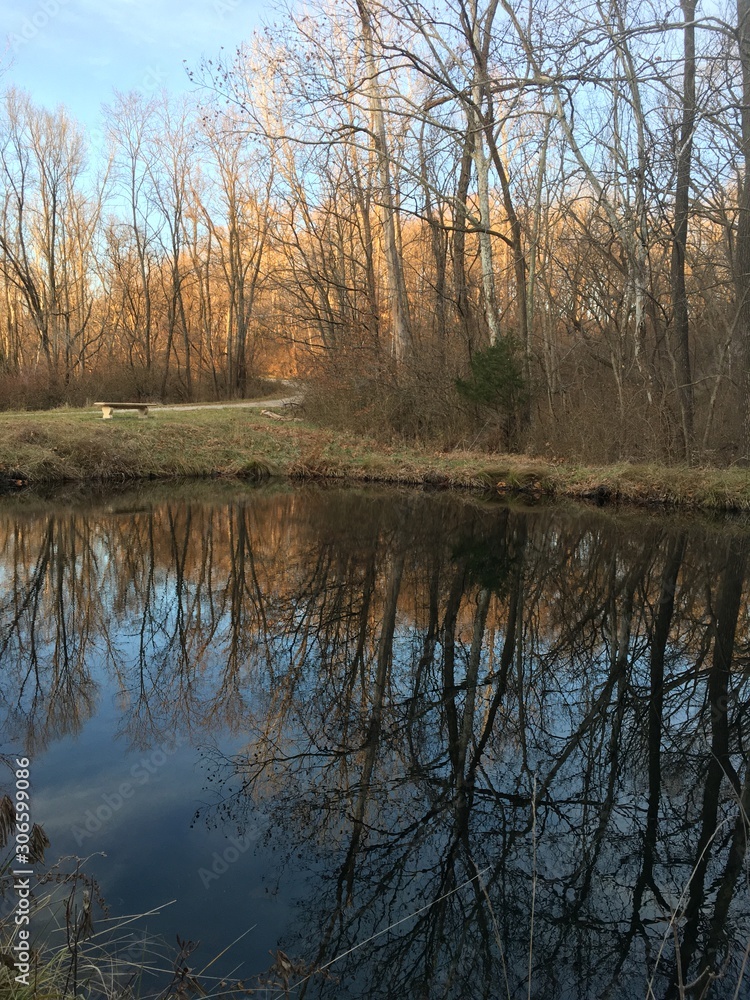 Obraz premium reflection of trees in water