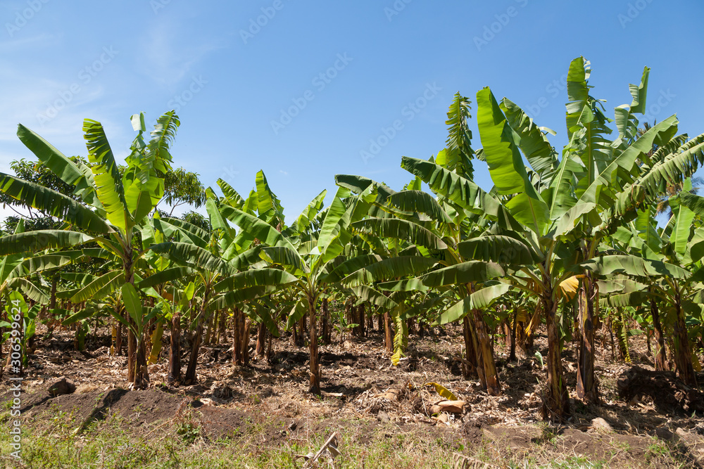 Banana plantation near Lake Manyara, Tanzania, Africa Banana plantation near Lake Manyara, Tanzania, Africa