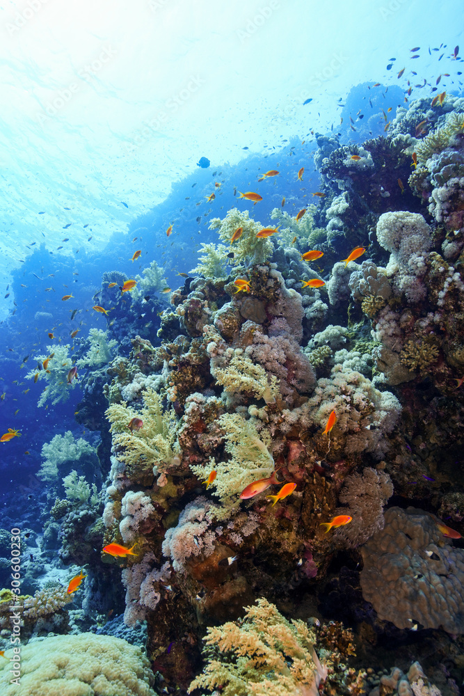 Coral Reef at the Red Sea, Egypt Coral Reef at the Red Sea, Egypt