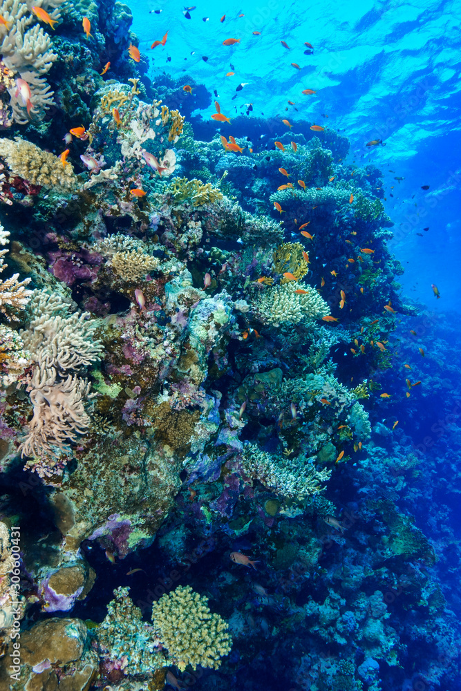 Fototapeta premium Coral Reef at the Red Sea, Egypt