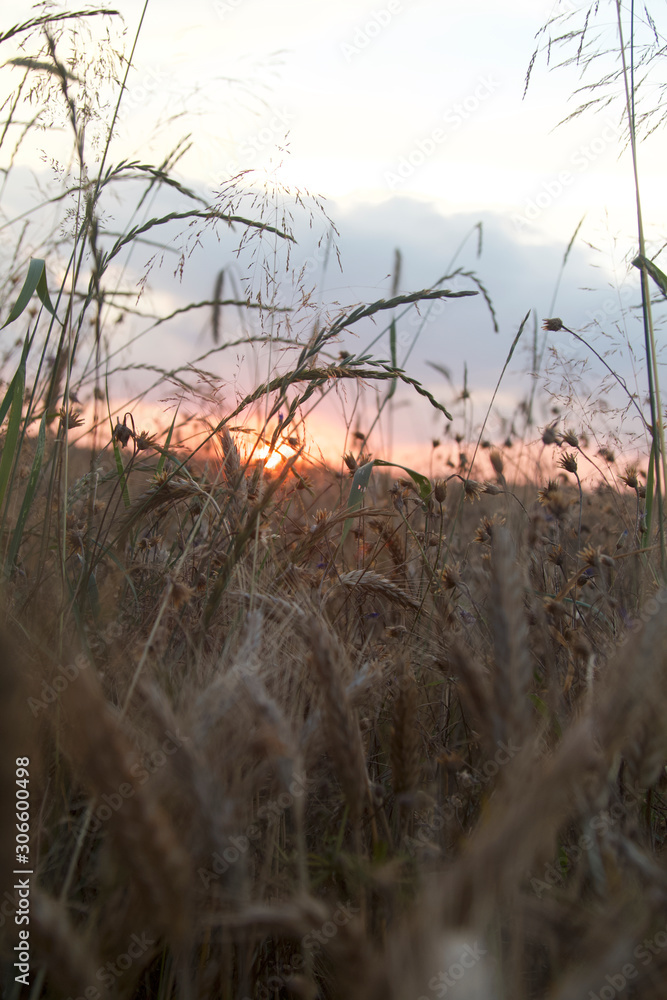 sunset in field sunset in field