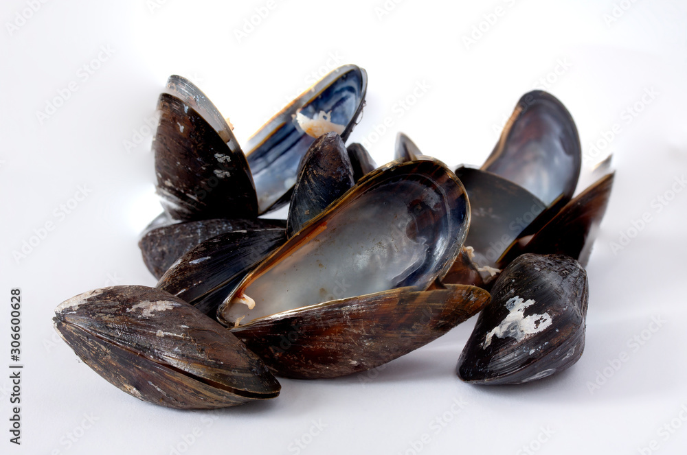 Group of closed and empty open mussels shells on white background. Selective focus. Group of closed and empty open mussels shells on white background. Selective focus.