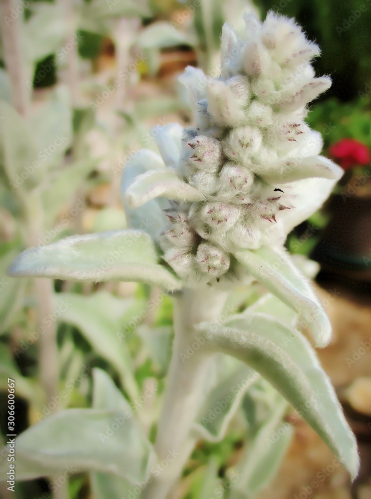 gros plan des boutons floraux et feuilles duveteuses d'oreille d'ours (stachys bizantina) gros plan des boutons floraux et feuilles duveteuses d'oreille d'ours (stachys bizantina)
