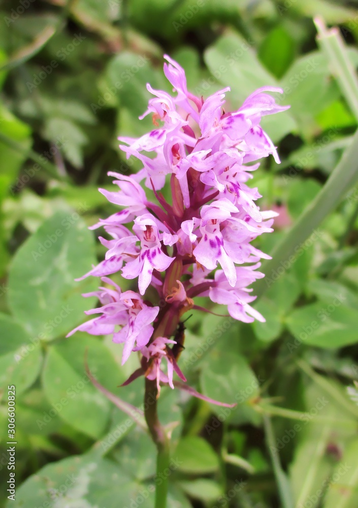 Orchidée sauvage (Orchis militaris) Orchidée sauvage (Orchis militaris)