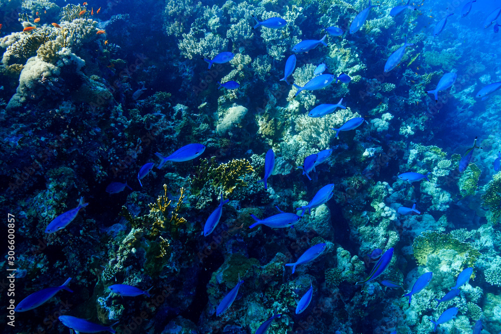 Fototapeta premium Coral Reef at the Red Sea, Egypt