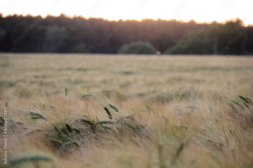 Obraz premium sunset over field