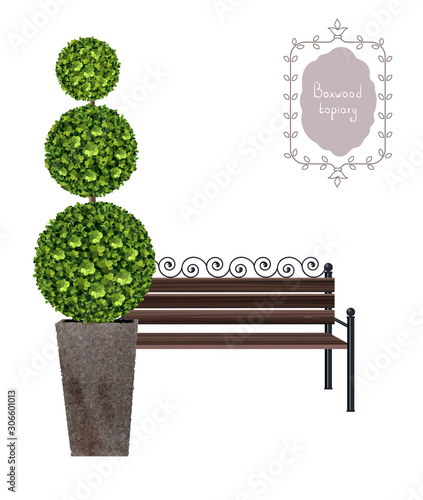 Boxwood topiary with a brown bench, garden plant, vector background. English boxwood, evergreen dwarf shrubs. Shrub for landscape.