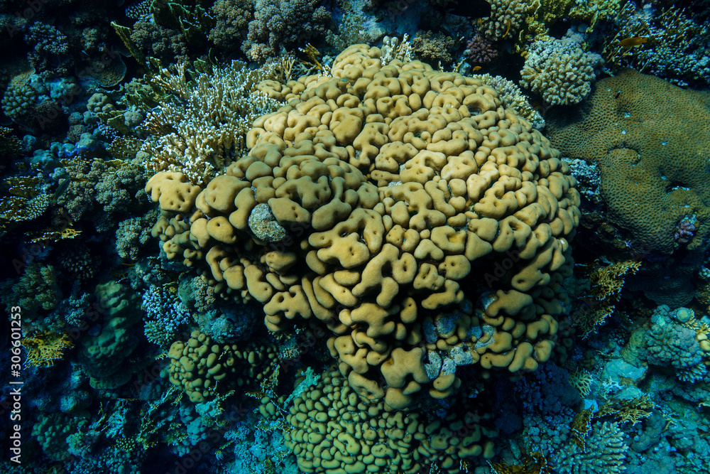 Coral Reef at the Red Sea, Egypt Coral Reef at the Red Sea, Egypt