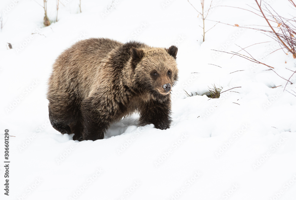 Obraz premium Grizzly bear cubs in the wild