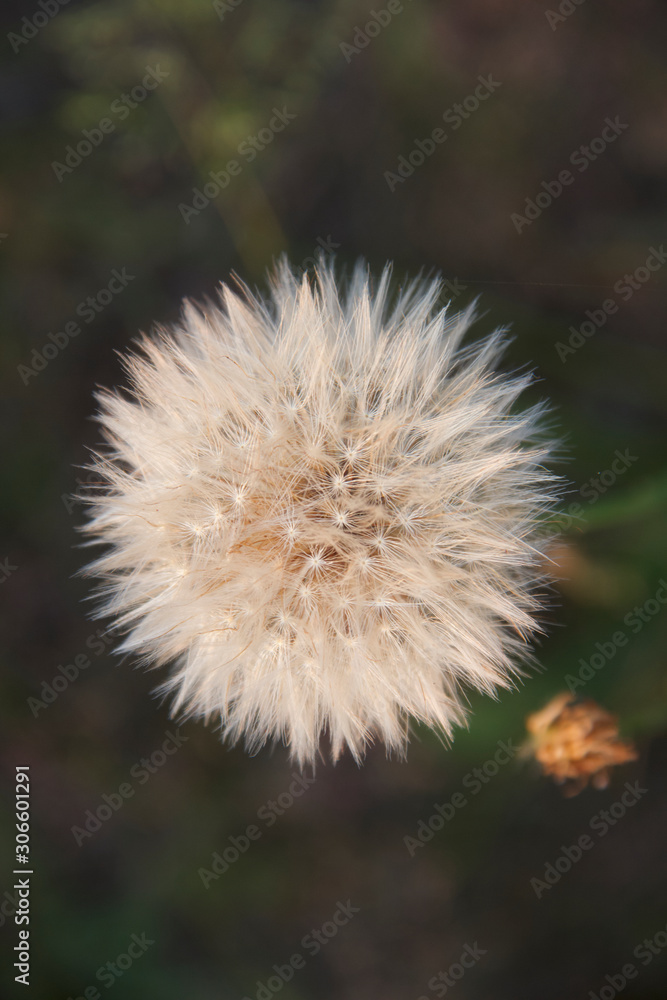 dandelion in grass