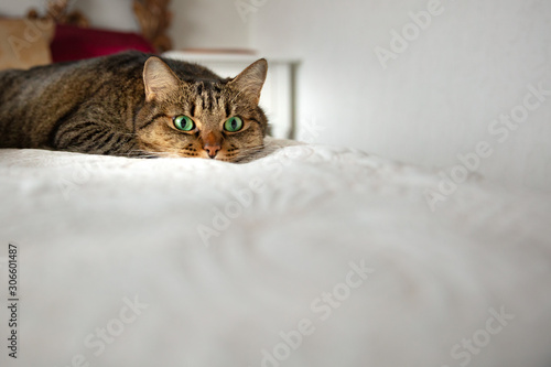 cat in the bed