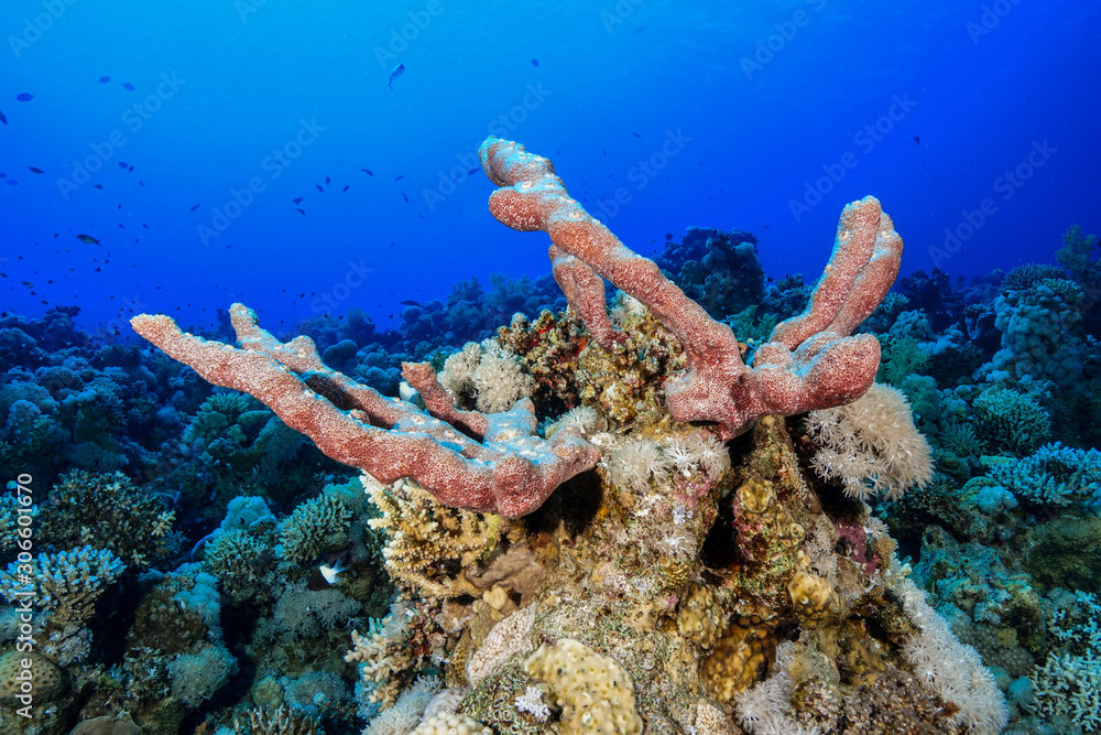 Fototapeta premium Coral Reef at the Red Sea, Egypt