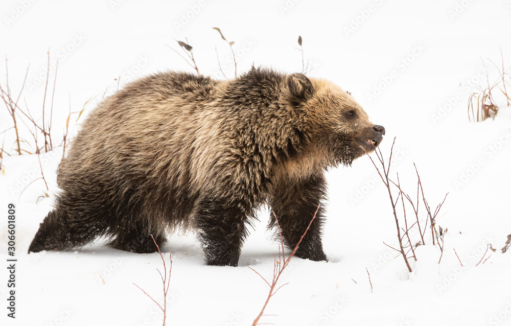 Obraz premium Grizzly bear cubs in the wild