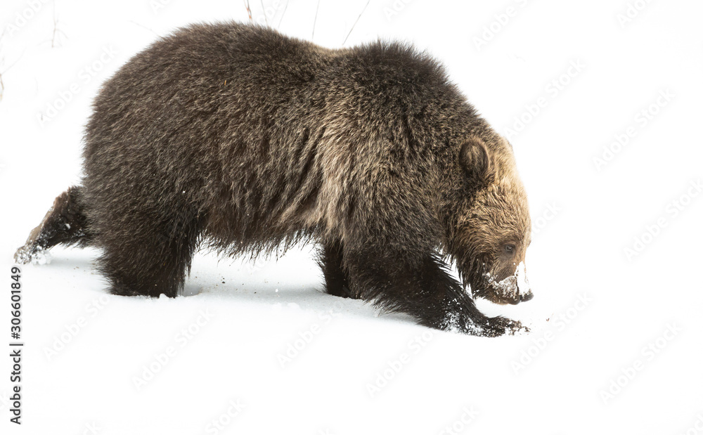 Obraz premium Grizzly bear cubs in the wild