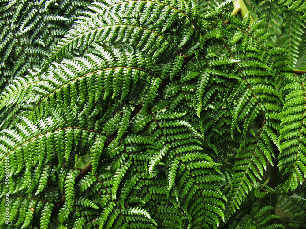 fern leaves close up