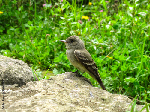 Tropical pewee bird standing on a stone 