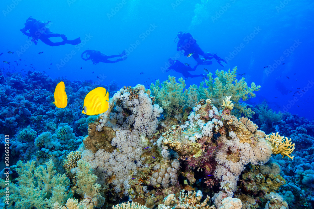 Coral Reef at the Red Sea, Egypt Coral Reef at the Red Sea, Egypt