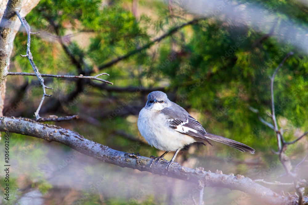 Obraz premium bird on a branch
